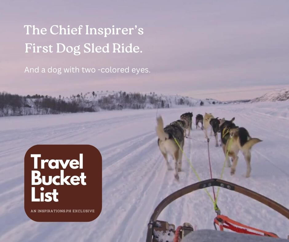 dog sled bridal fair